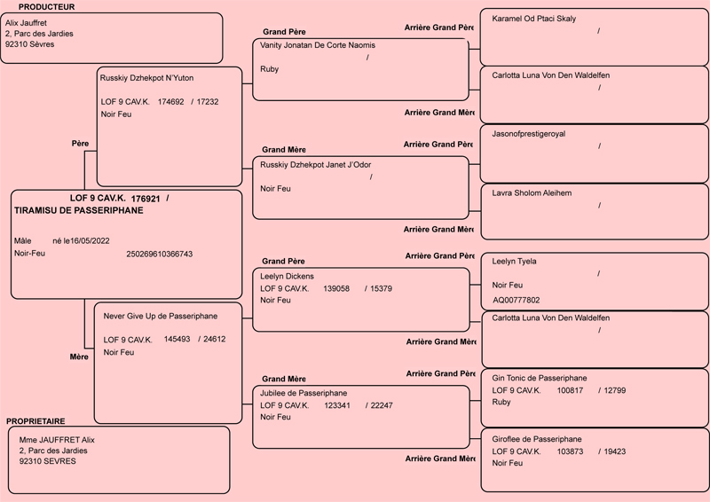 Pedigree de Misu