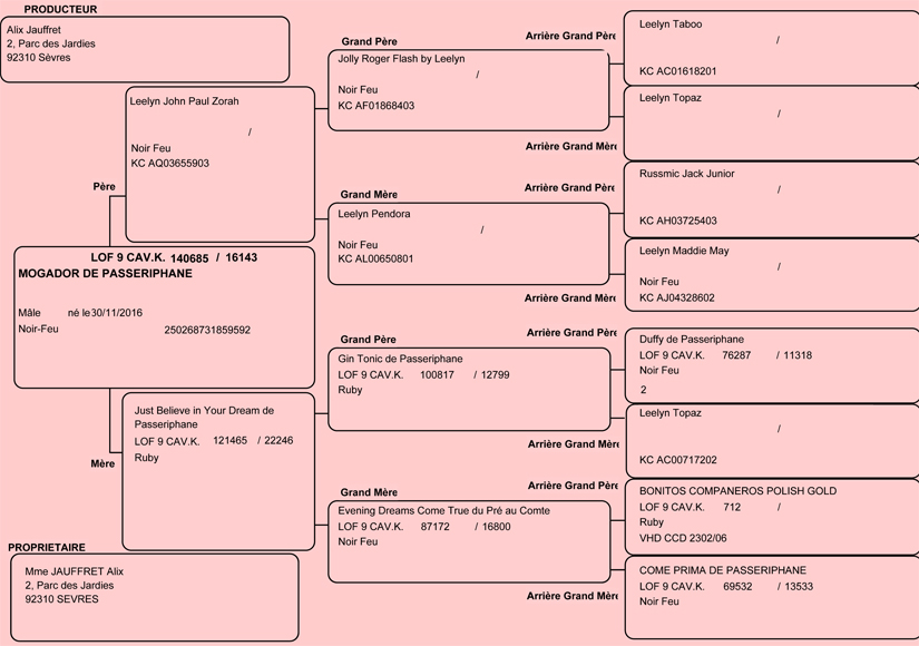 Pedigree de Moka