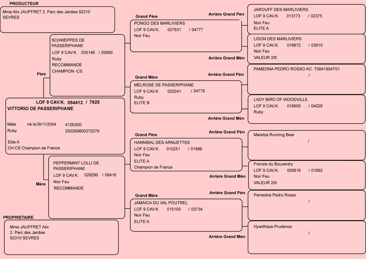 Pedigree de Vittorio