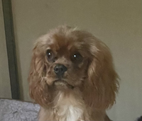 Angel Touch aka Angie de Passeriphane