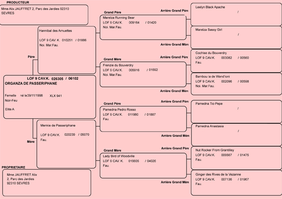 Pedigree de Zaza