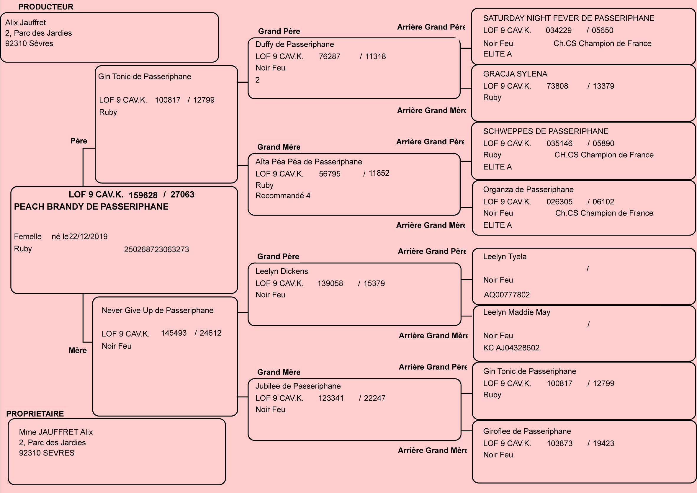 Pedigree de Brandy