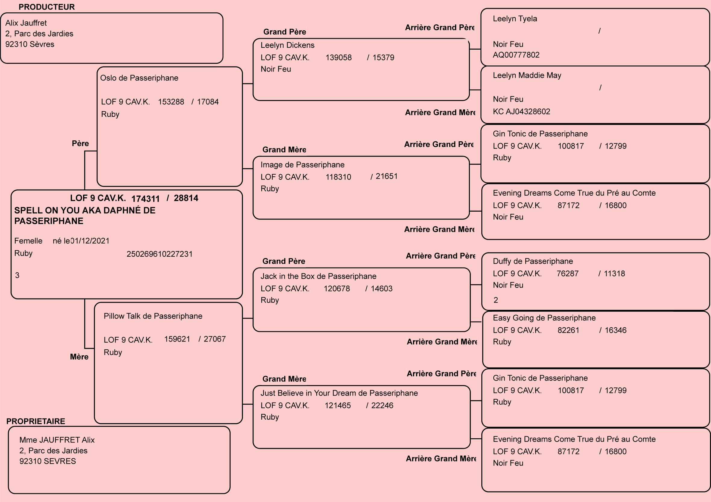 Pedigree de Daphne