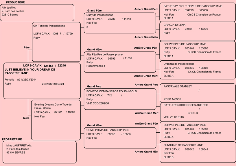 Pedigree de Djebbie