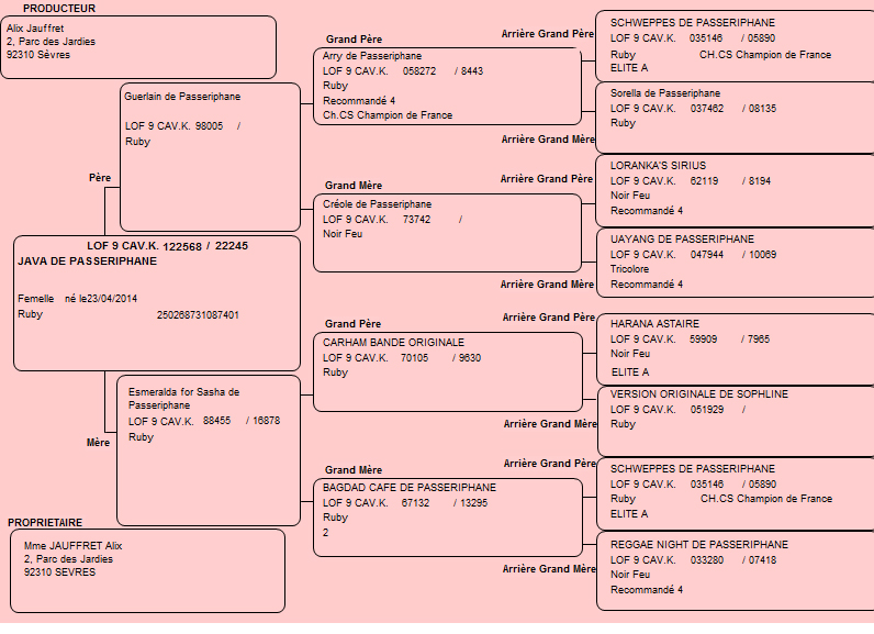 Pedigree de Java