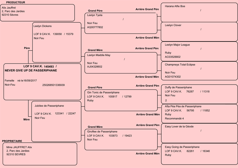 Pedigree de Lily