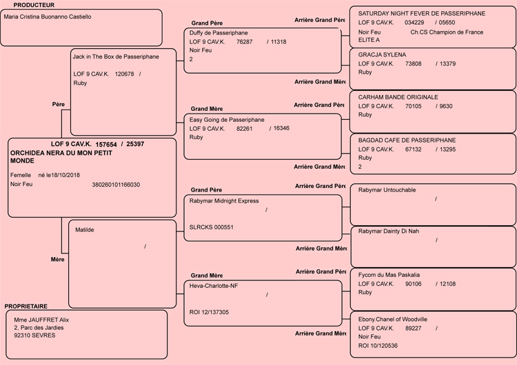 Pedigree de Orchidea