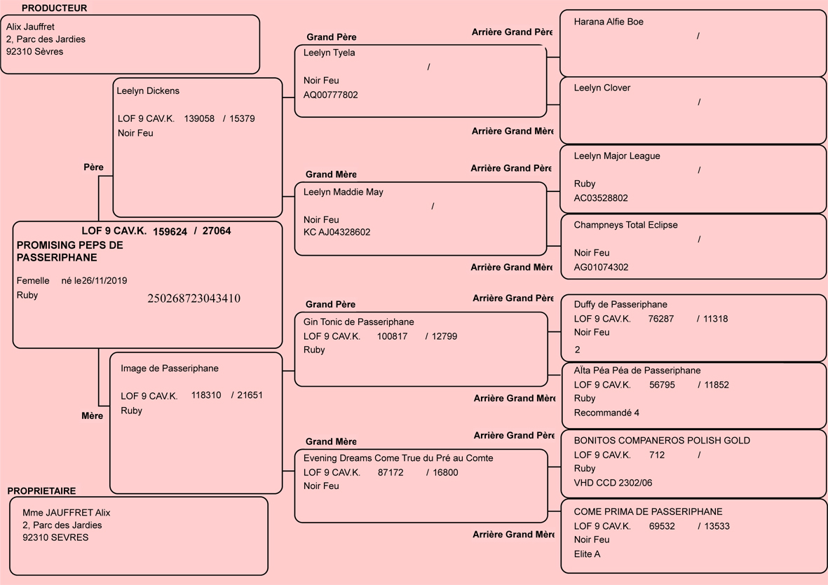 Pedigree de PP