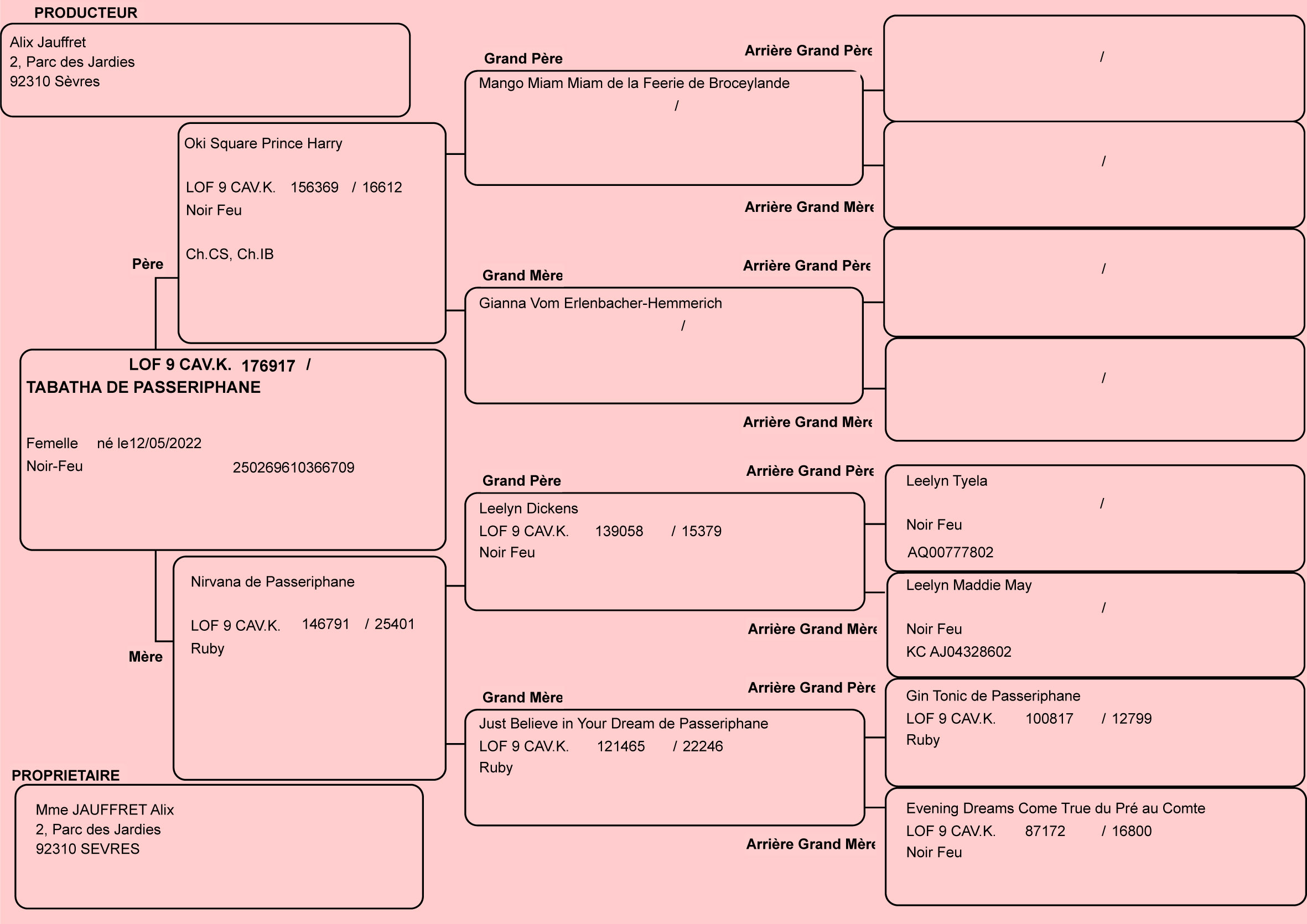 Pedigree de Tabatha