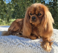 Vacances Romaines de Passeriphane