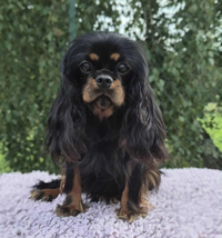 Verona aka Juliet de Passeriphane