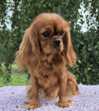 Via Appia de Passeriphane